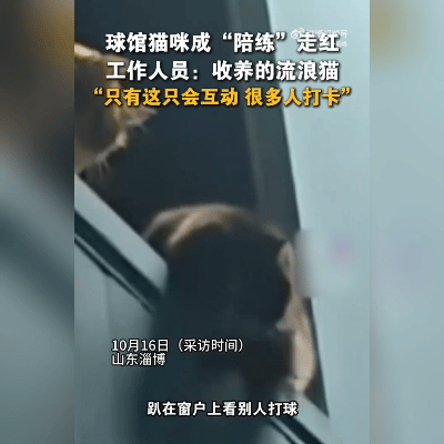 羽毛球馆惊现“金牌陪练”，竟是只流浪猫！

你绝对想不到，如今最抢手的羽毛球教练