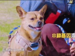 邓超女儿为流浪狗定制专属生日小花妹妹这波操作太圈粉了！给土豆定制生日，让流浪狗也