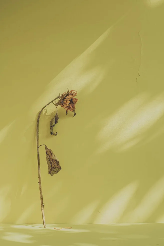 不因幸运而故步自封，不因厄运而一蹶不振。——易卜生