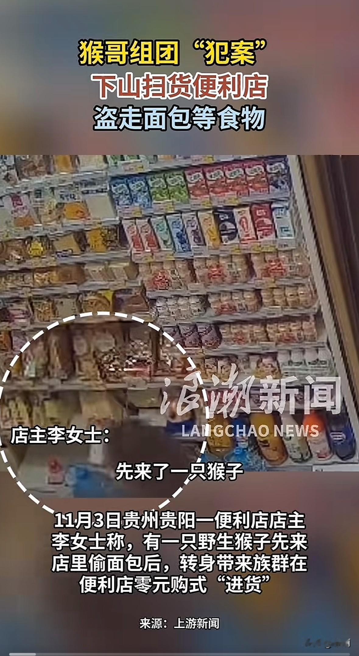 2025年11月3日，贵阳一家便利店遭野生猴群组团抢食，先有一只猴子抢走面包，下