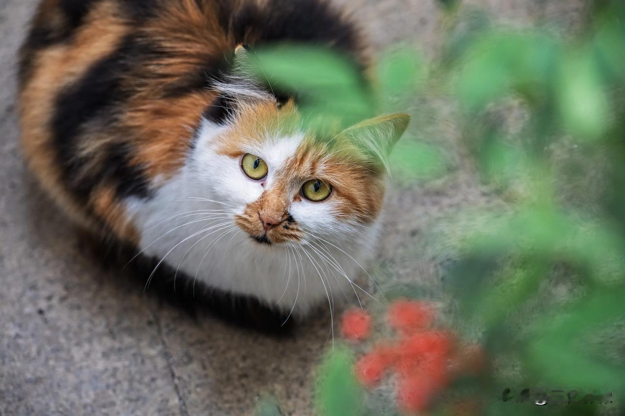 去公园拍秋景，偶遇一只可爱的小猫咪。小猫咪太可爱了，也不知道是什么品种，有认识的
