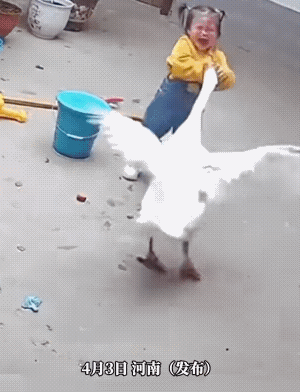 清明节幼儿园小朋友放假回农村，小朋友遭到大鹅欺负。小朋友又气又怒又怕，最后还是她