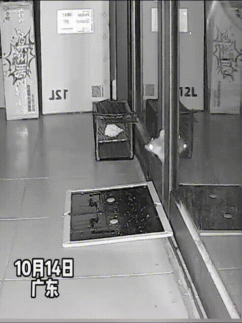 广东的老鼠真的是成精了，一位店主给老鼠下了老鼠粘板，就在老鼠经常进入的门口边上，