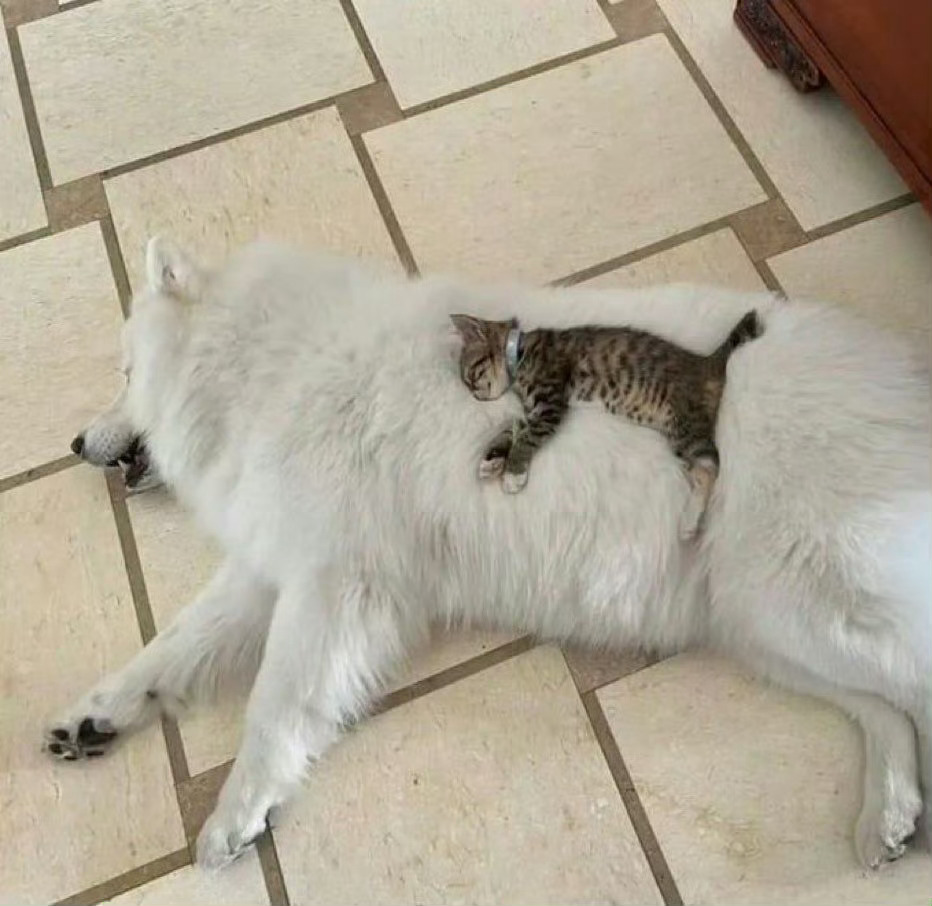 猫咪：金窝银窝不如自己的狗窝