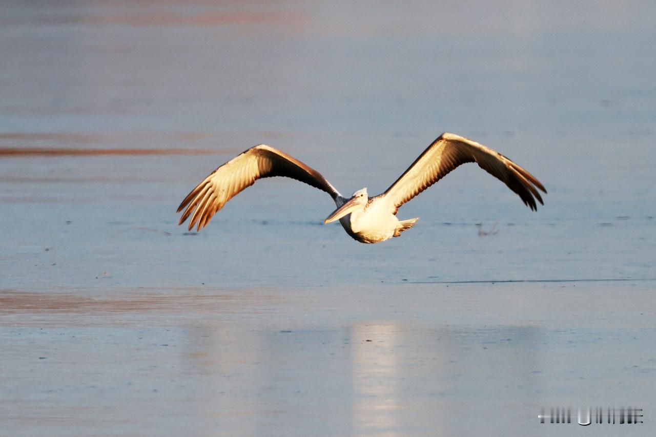 沙河水库来了一只国家一级保护动物——卷羽鹈鹕
这只卷羽鹈鹕是一只亚成鸟，在迁徙过