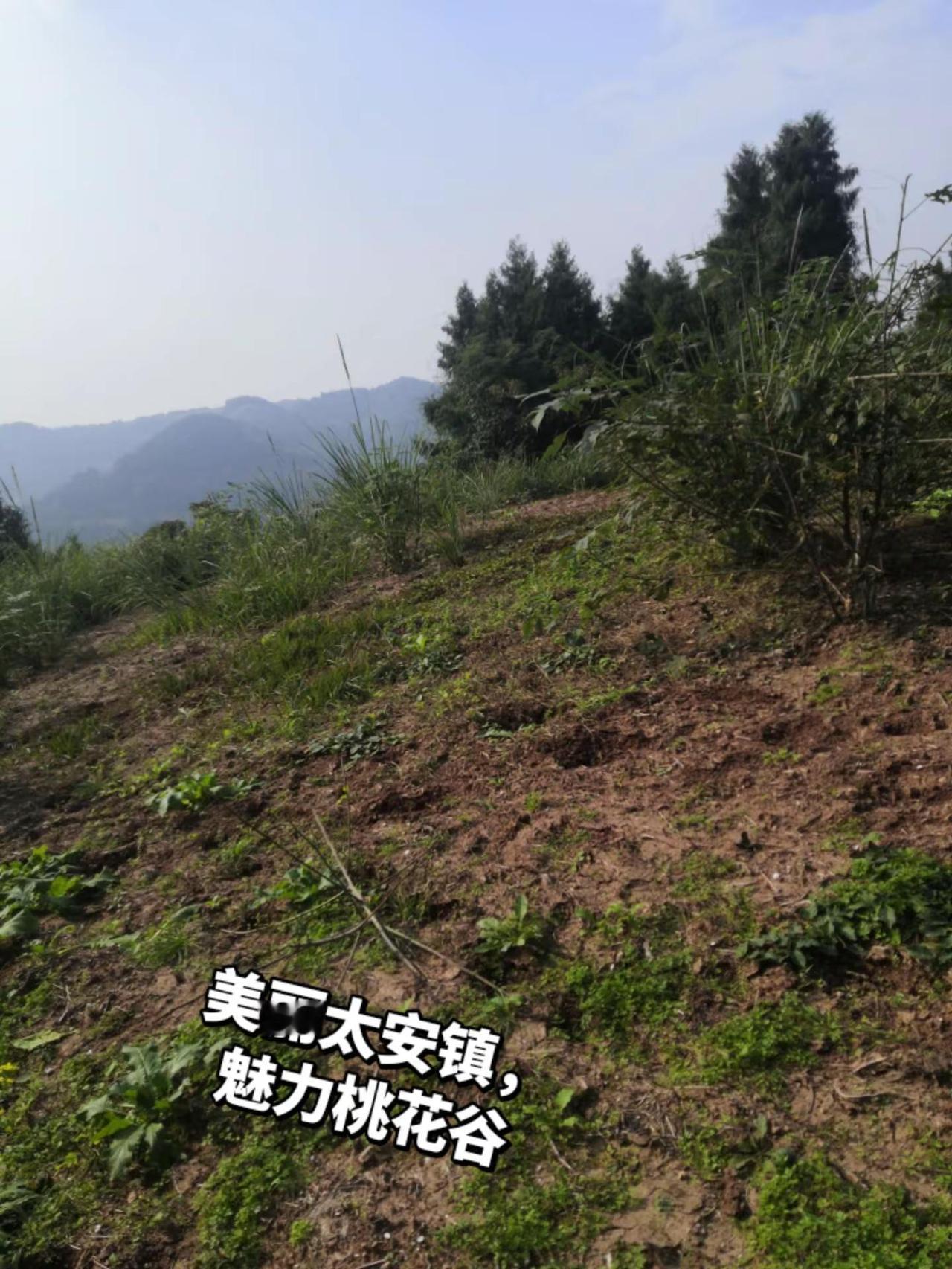 山顶上的故事，开阔的视野，遥望远处山峦，心中的澎湃，大自然的美丽大山里的原生态