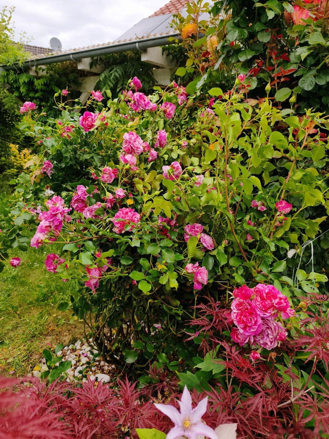 回来一看玫瑰Colibri Farbfestival开了好几百朵密密麻麻给你堆在