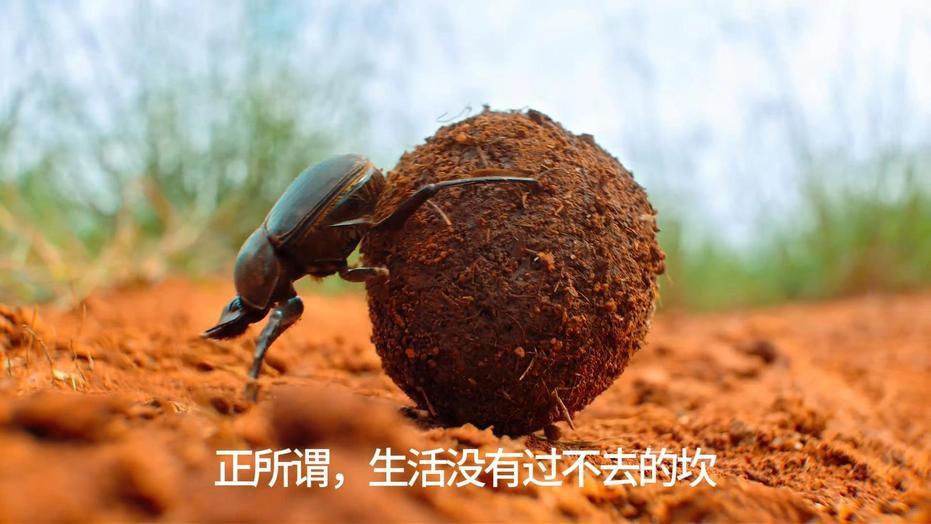 巧了！“屎壳郎”头上有三个尖的就叫（大将军）与北辰先生的职称相同。
于北辰“大将
