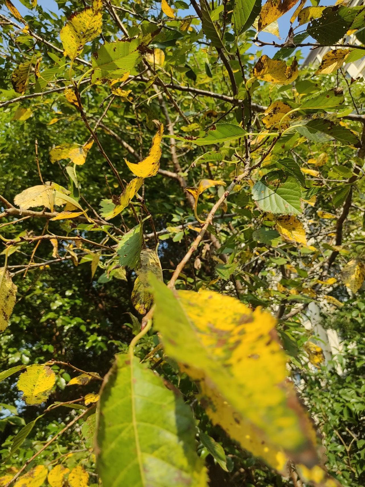 最后的秋意（散文诗）

霜降，霜色满天，秋草凝白。
漫天的霜色是最后的秋季，落下