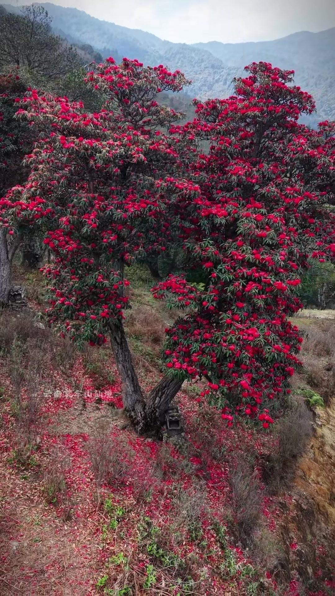 🌿春天就该来山里，终于找到这簇绝美的马缨花！

山间的风带着暖意，马缨花就在枝