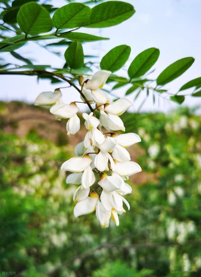 春季采摘槐花，芬芳馥郁气息浓郁～寻美河南