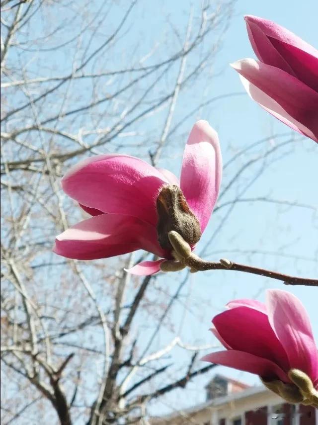 春心入三月，花色影重重