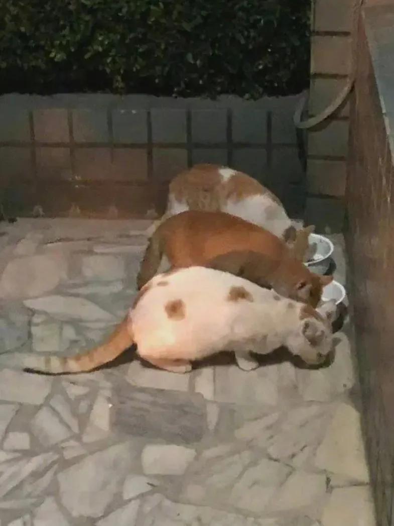 猫咪迷惑行为大赏！想看一下你们手机里最难理解的猫片