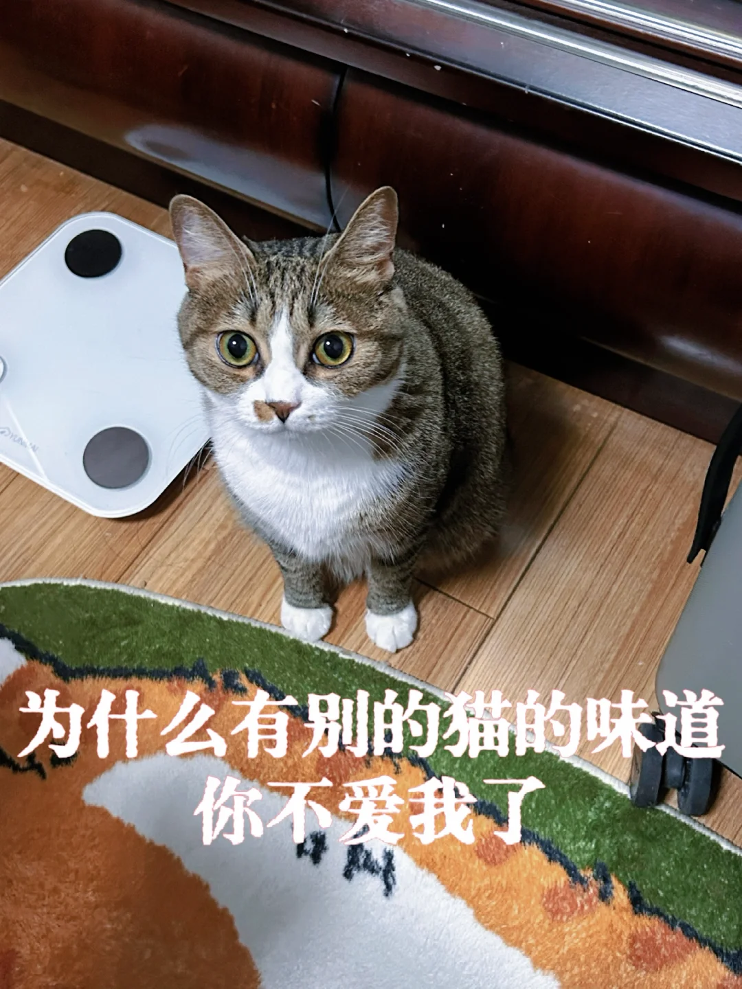 当我去撸了别人家的猫回到家…