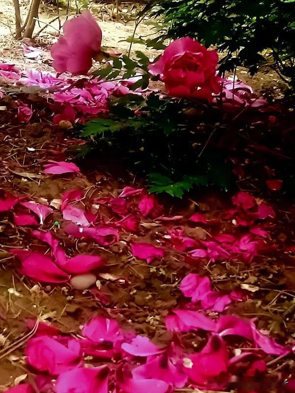 看到“飞花一梦红尘落”这个上联，瞬间感觉诗意满满，很有那种空灵又带着一丝怅惘的意