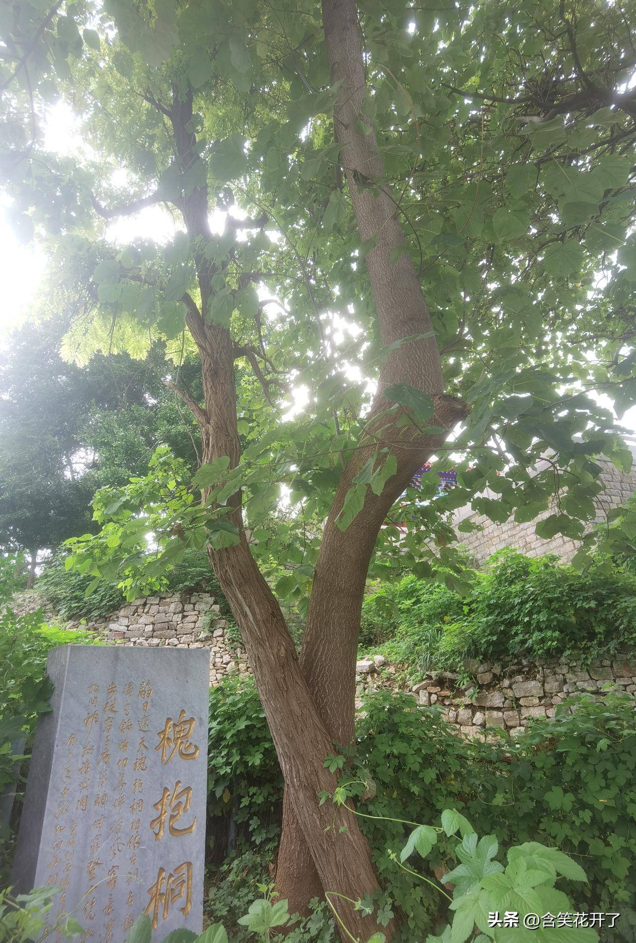 很有意思的一个自然景观，一棵槐树“抱”着一棵桐树共同生长，名曰“槐报桐”。

愧