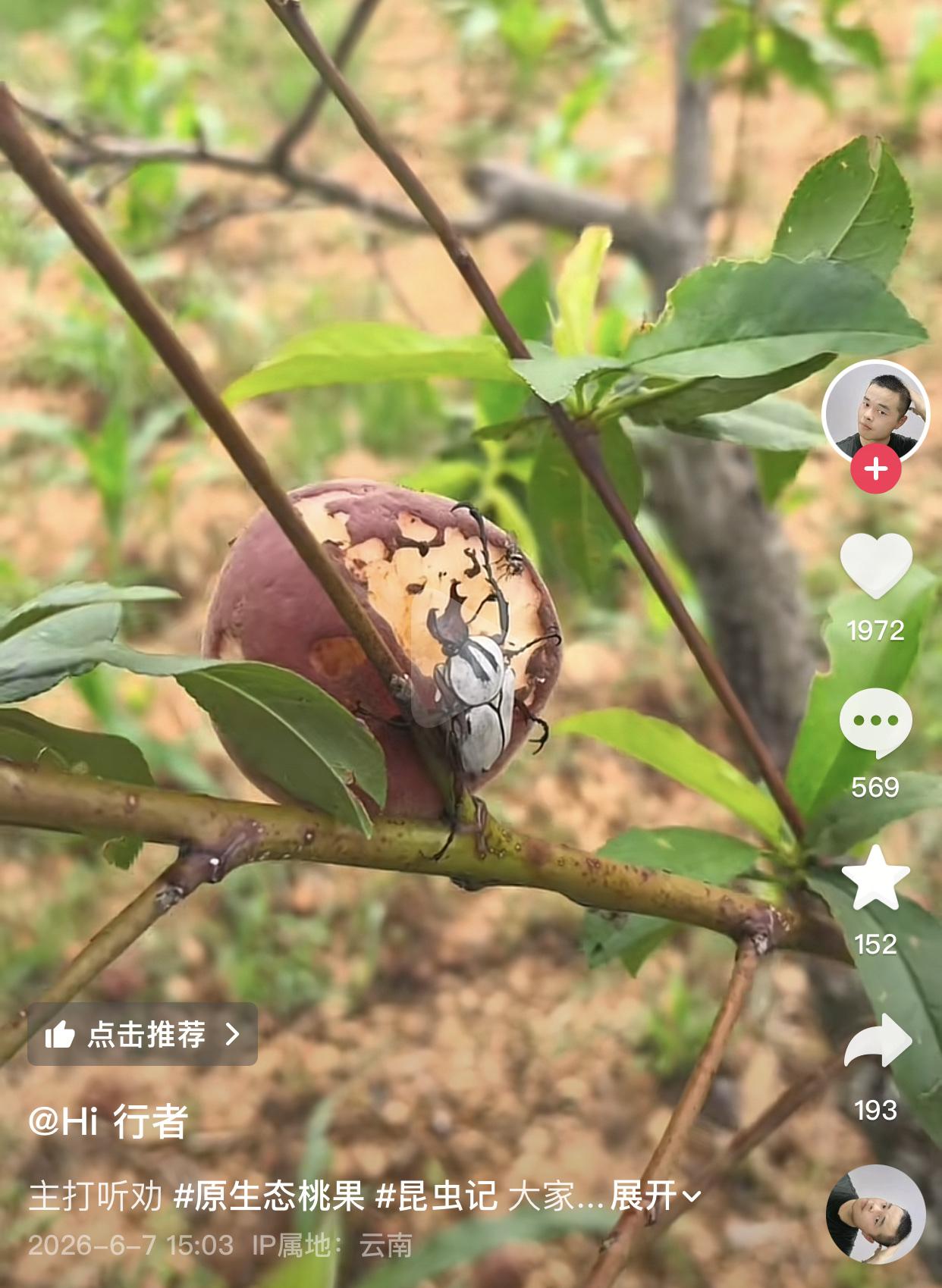十年种桃无人问，一朝拍虫天下知
起因是有个博主在网上吐槽自己的桃子还没开始收成就