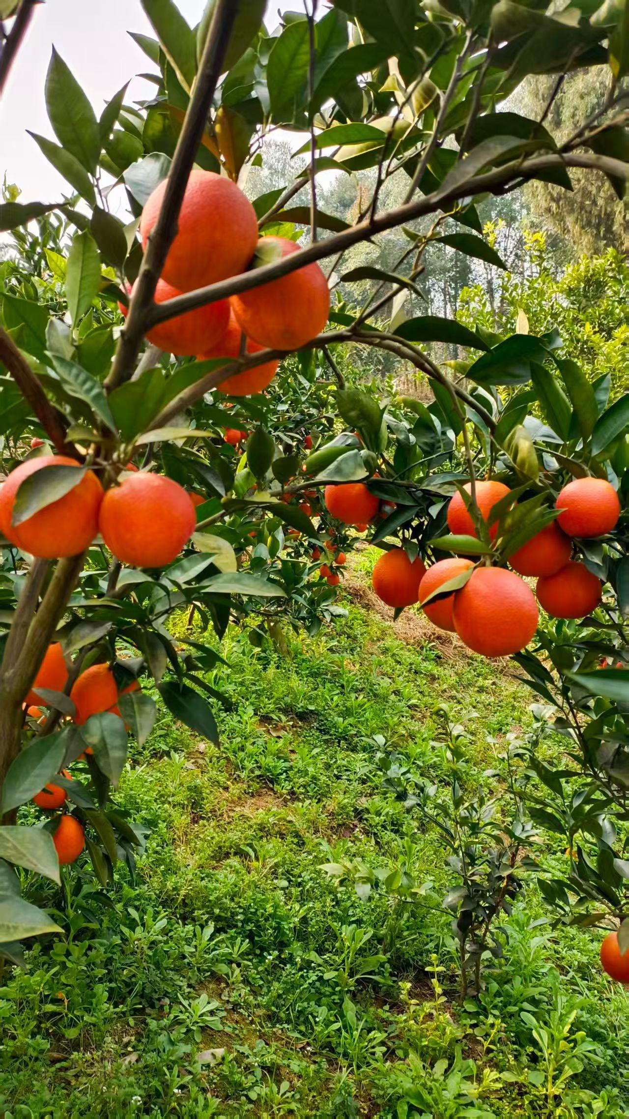 冬日生活打卡季四川红橘熟了，红彤彤的增加过年氛围感！
