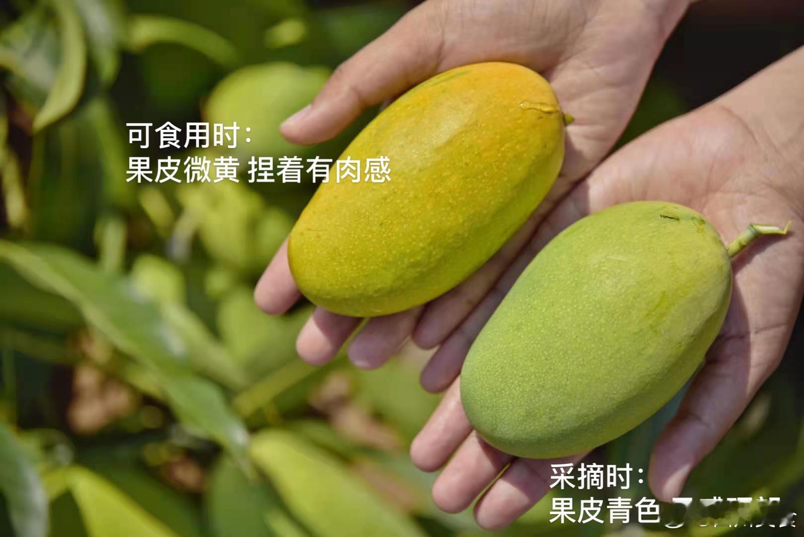 攀枝花椰香芒，一来就是王炸，花麻果34.8元到手9斤！是攀枝花芒果中非常受欢迎的