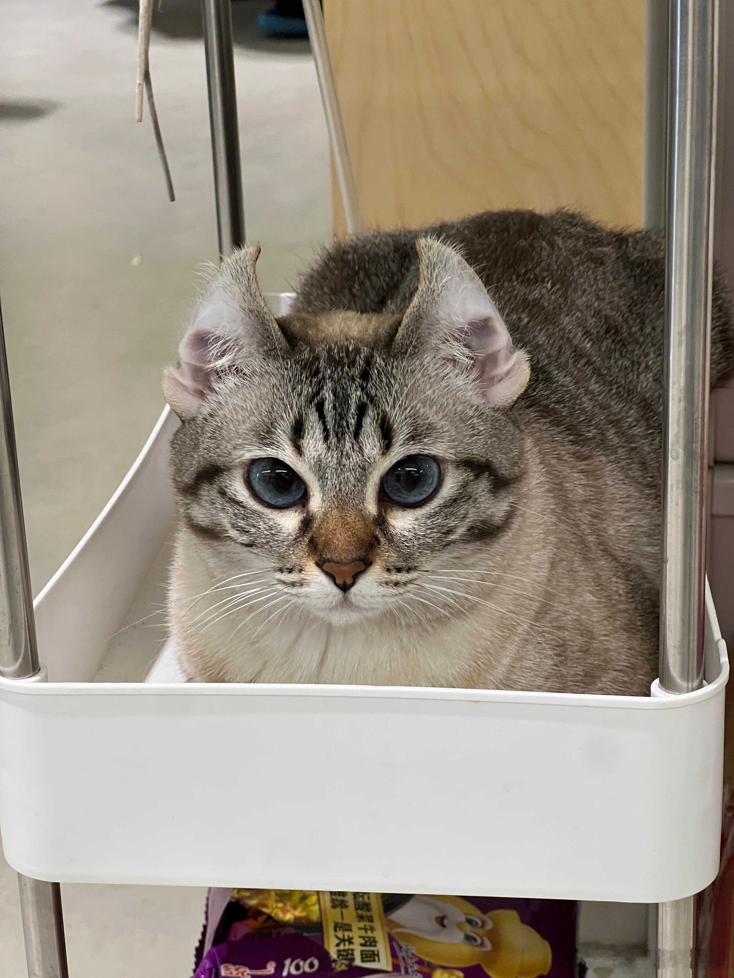 货架上新👉🏻蝙蝠猫猫仿真玩偶[喵喵] ​​​