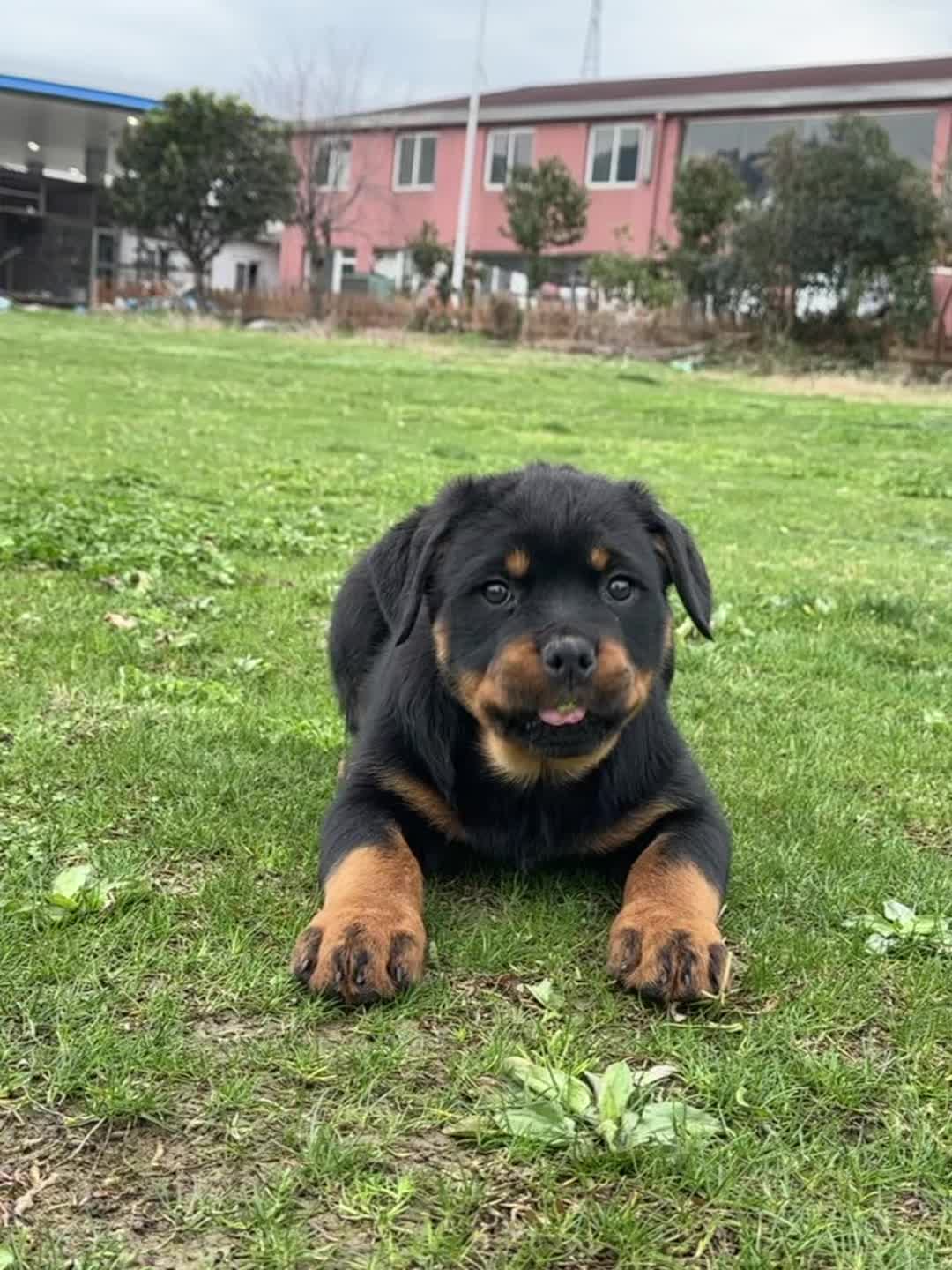 罗威纳犬 德系罗威纳