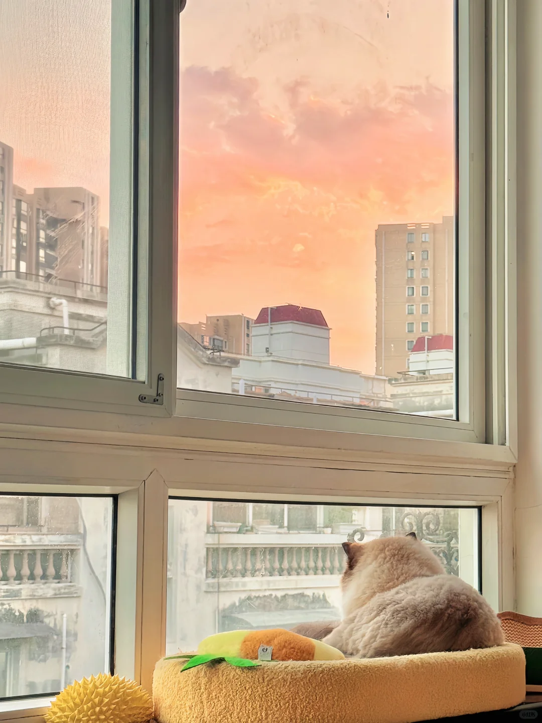 被小猫咪和夕阳治愈的一天