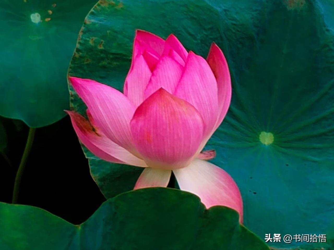 一位退休的厅级老领导说：
“我现在的生活状态就是，不想卷入任何是非，也没兴趣看清
