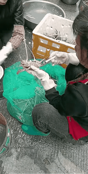 刷到工人拿针筒给螃蟹注水的视频，真是气不打一处来！针管一推，水灌进蟹壳，转头就拉