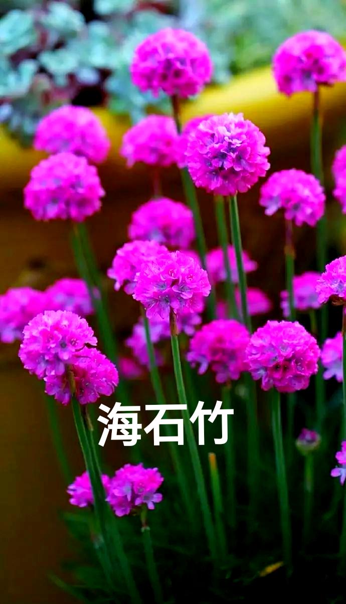 我真的佩服“中环贵妇”的坚韧不拔的性格，也由此才造就了“小天鹅”每天在互联网上有