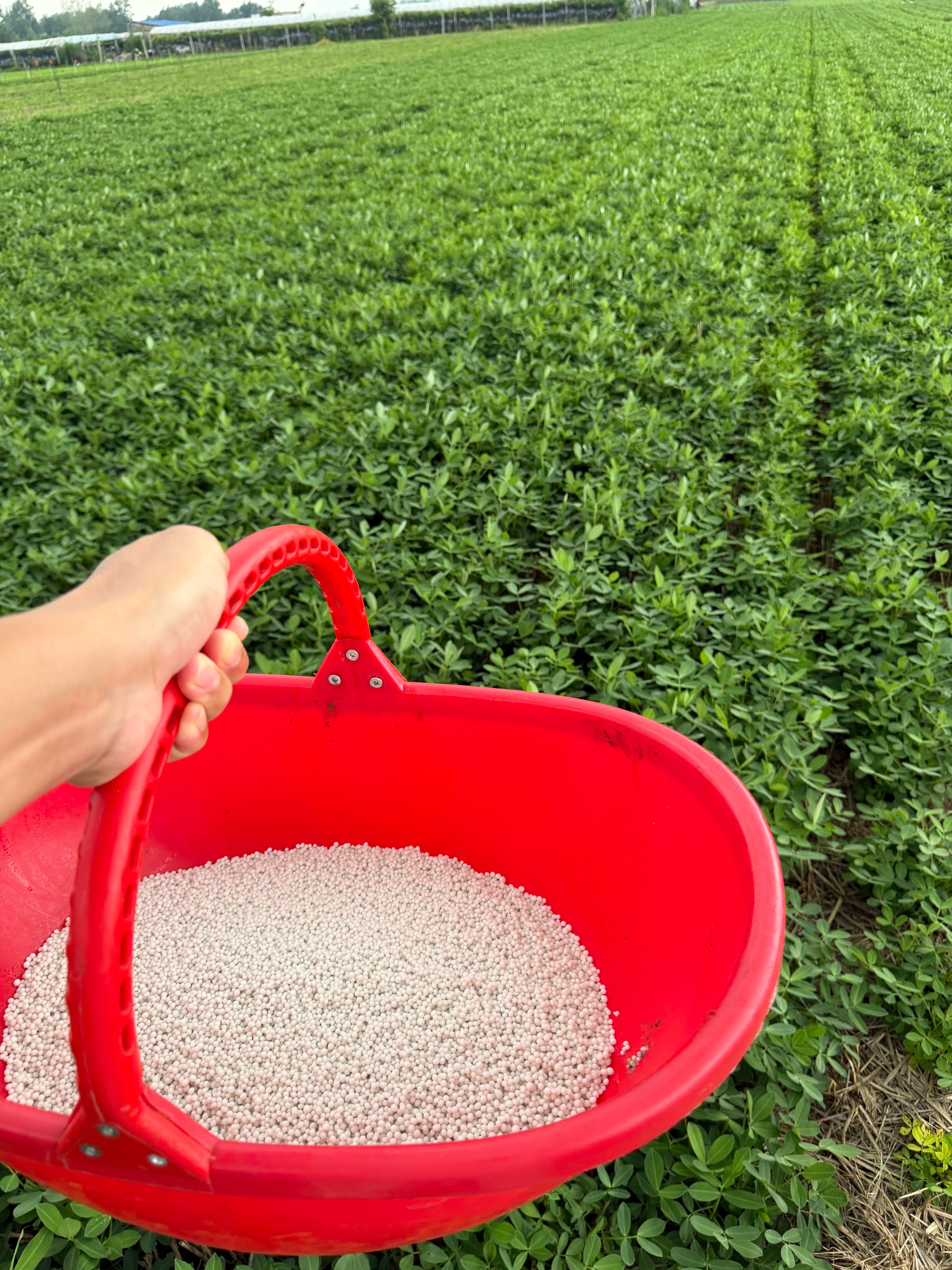 深圳的大雨终于飘到了河南，马上下大雨了，赶紧给罗森撒点肥料 商丘·范楼村