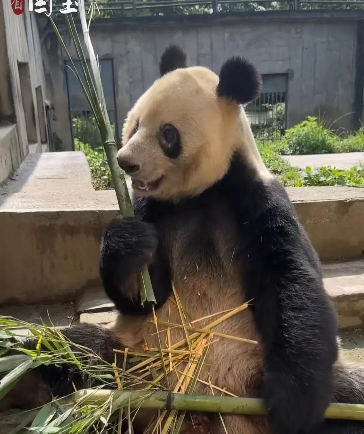 继续为憨憨呼吁💪💪💪💪💪💪
写过很多次的憨憨，微笑天使😇
在非展区