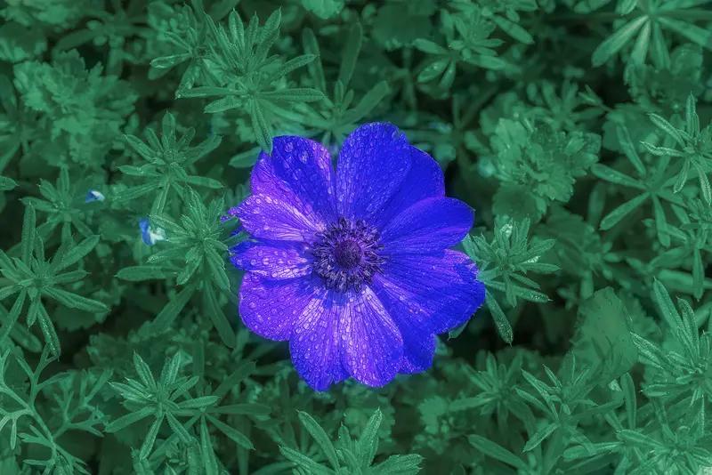 星光随笔 星光随笔
有时候不得不感叹古人的智慧。就像有一种说法，只要找到特定的花