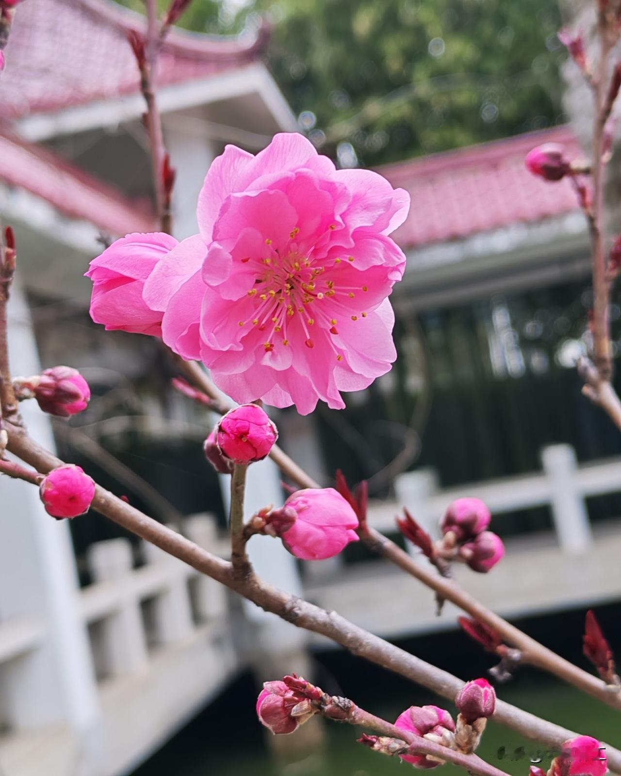 昨天上午8点40左右，送孙子去上写字班回来的路上，在经过东三北街与北京路交界的路
