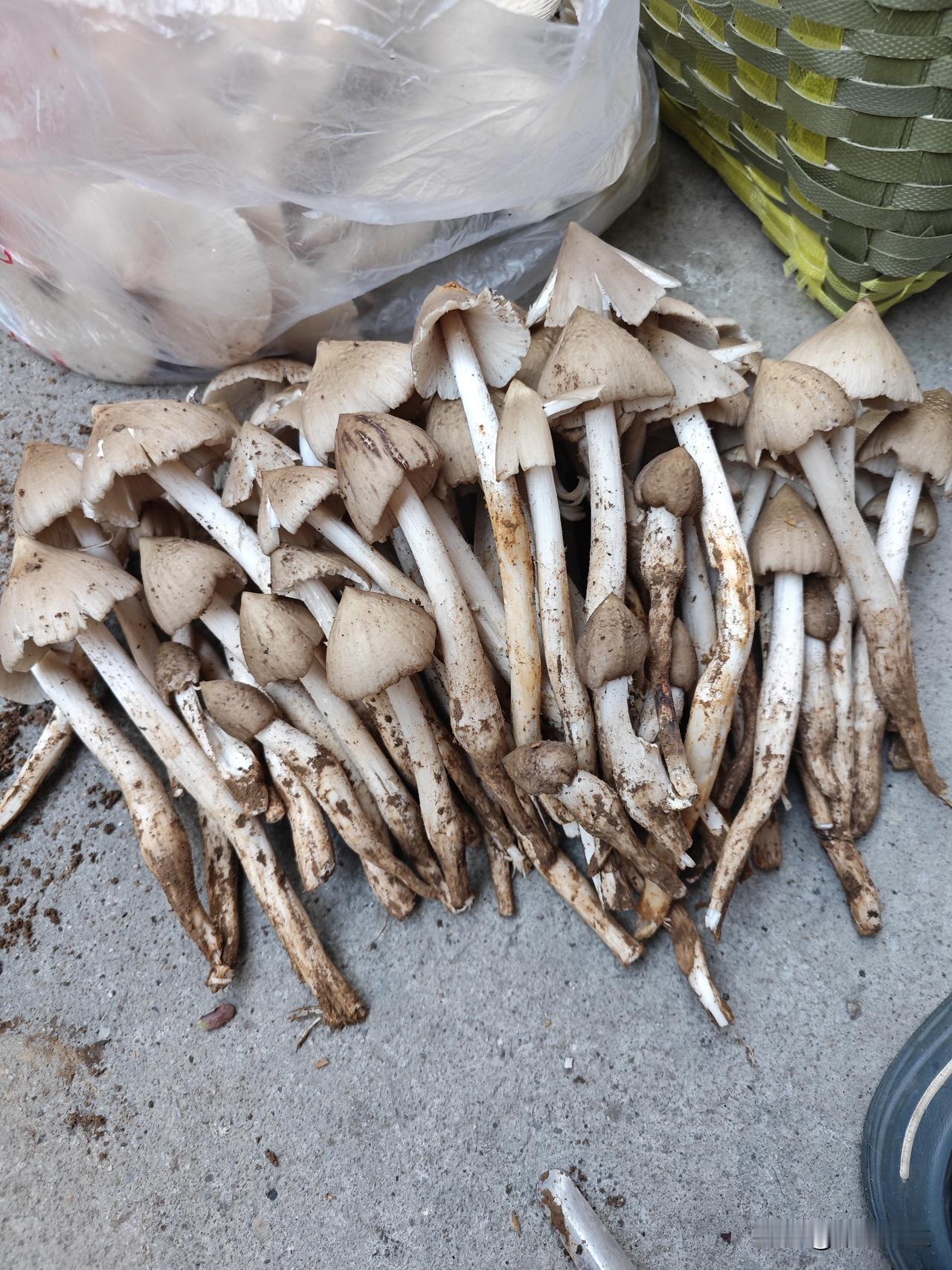 晒图笔记大赛这种蘑菇能卖180块钱一斤，说出来你们都不信，俗话说物以稀为贵。有些