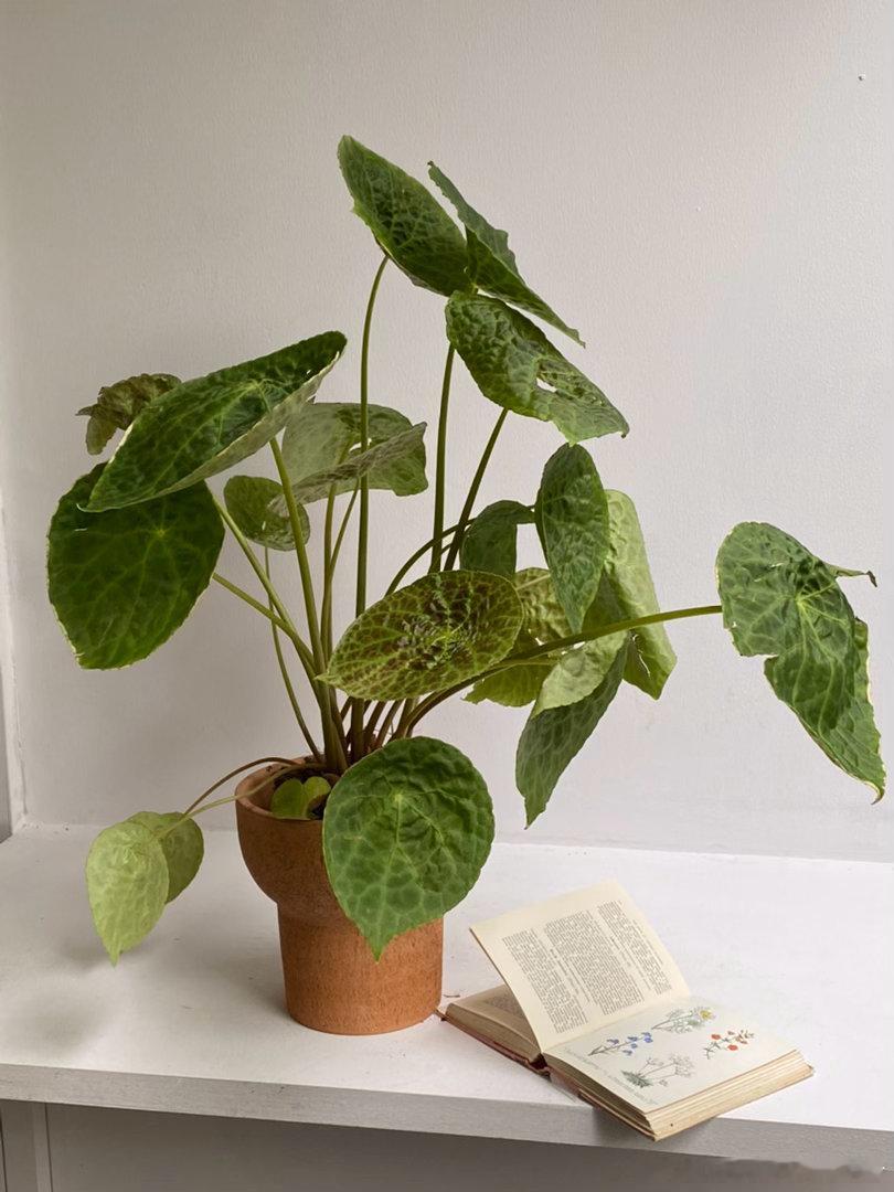秋海棠✨lumos植物系列 ​​​
