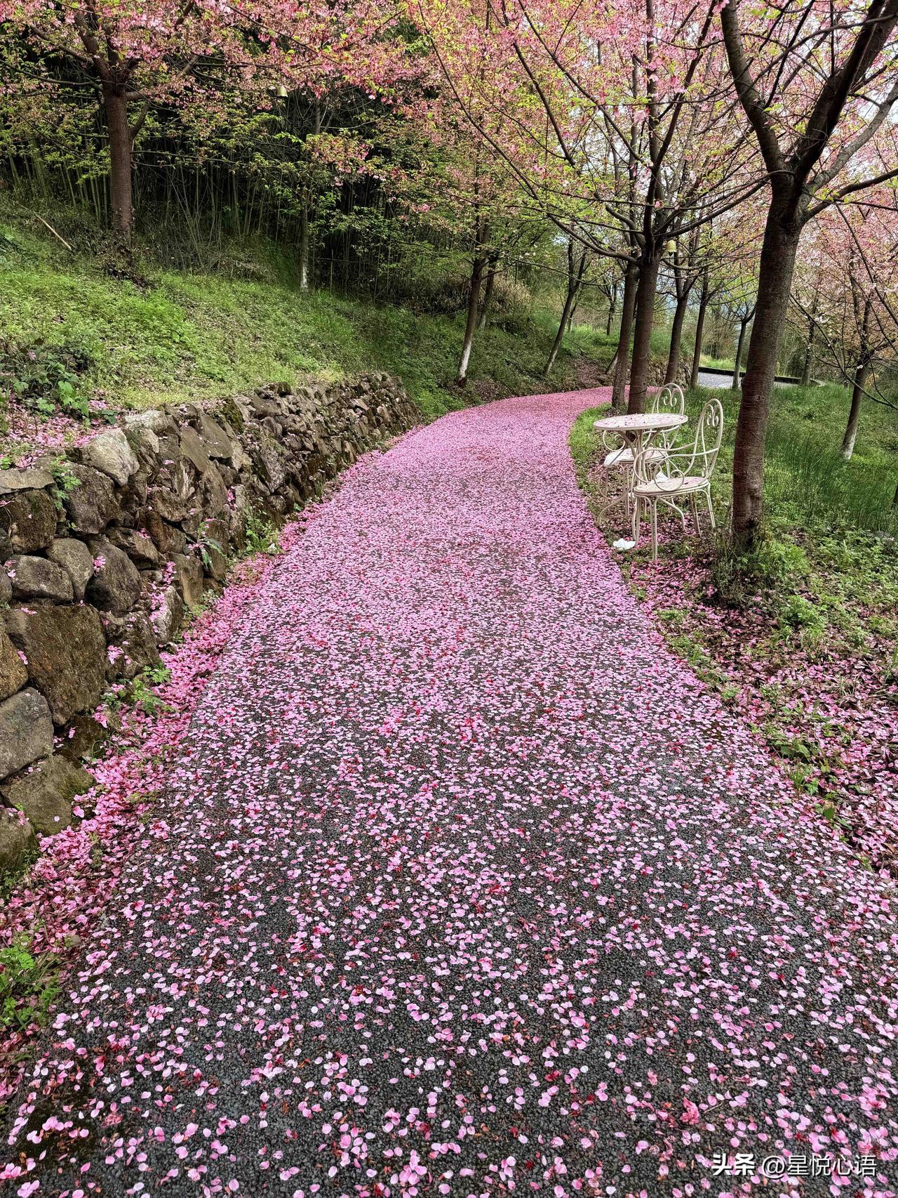 来都江堰玩的宝子有福了！
现在来正好赶上超美的樱花季！

就在离堆公园高铁站，出