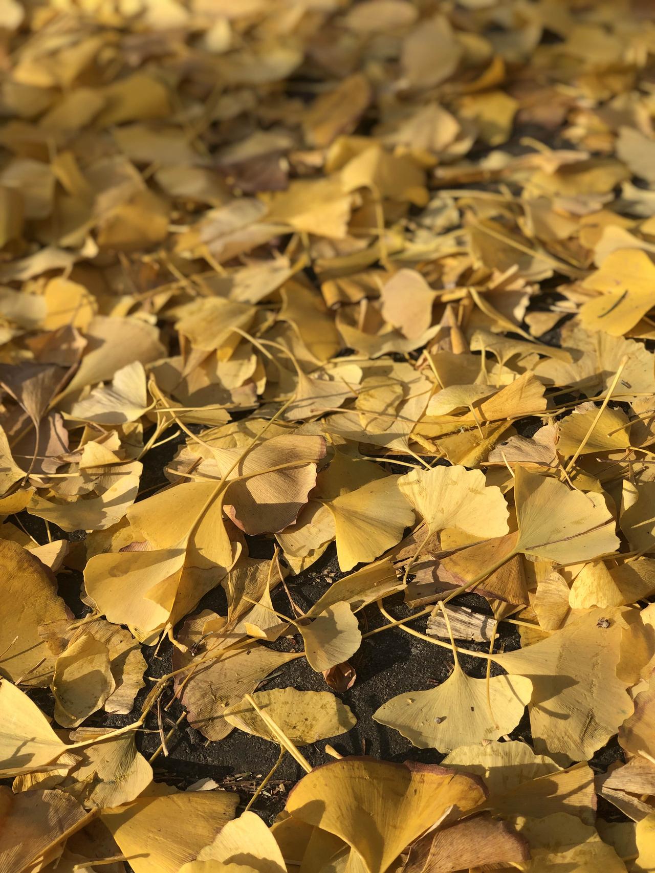 有没有人想过，既然进化是为了适应环境求得生存机会，那么食草动物为何不进化成剧毒动