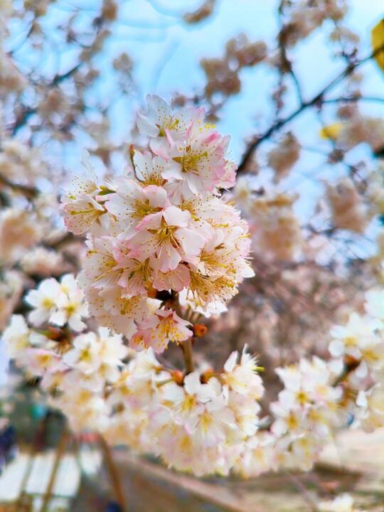 live｜郑州樱桃花都开疯了🌸，路过随手拍