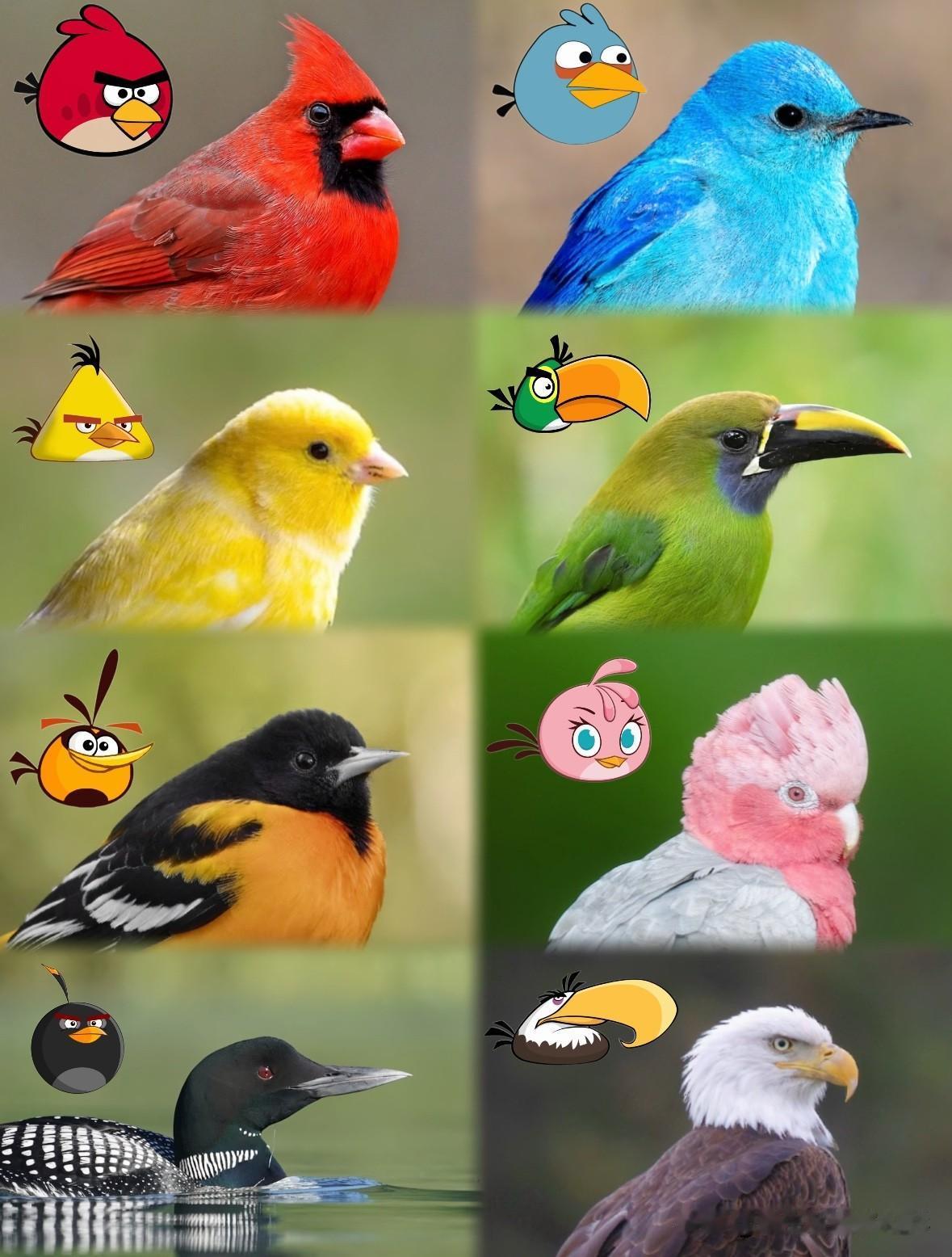 愤怒的小鸟🦜