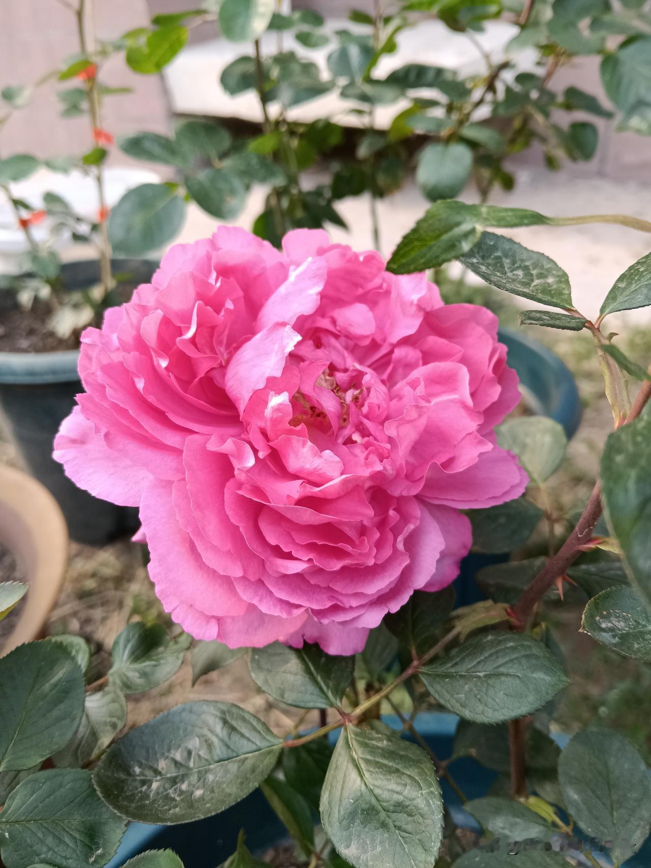 中年女人若想旺自身运势，一定要谨记这六点：
1.别逢人就笑，笑容要适度。过度热情