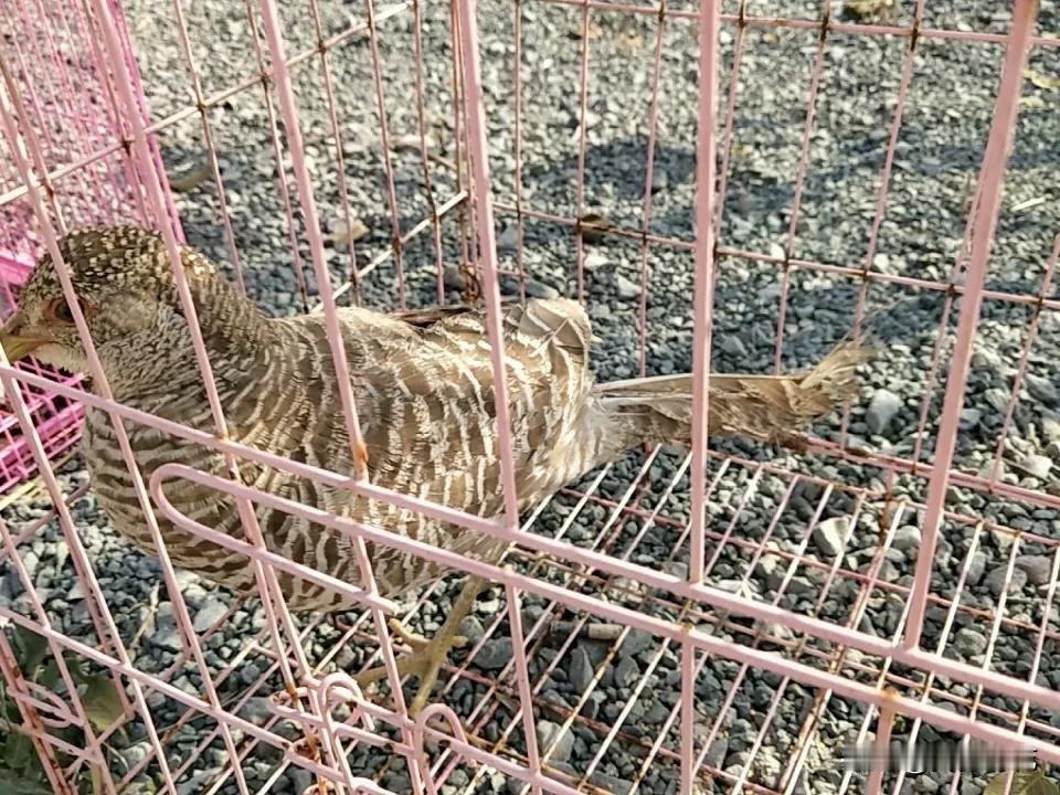 一字十八口，
一字口十八，
十八中有口，
口中有十八。（打四字）