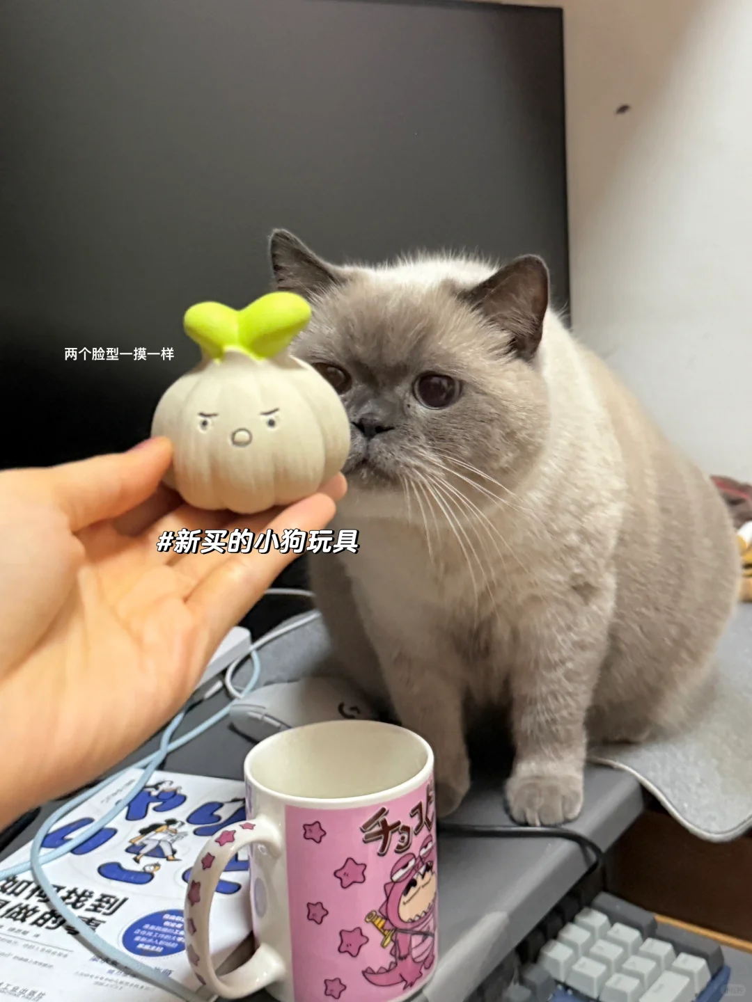 新年plog|日常的好幸福☆