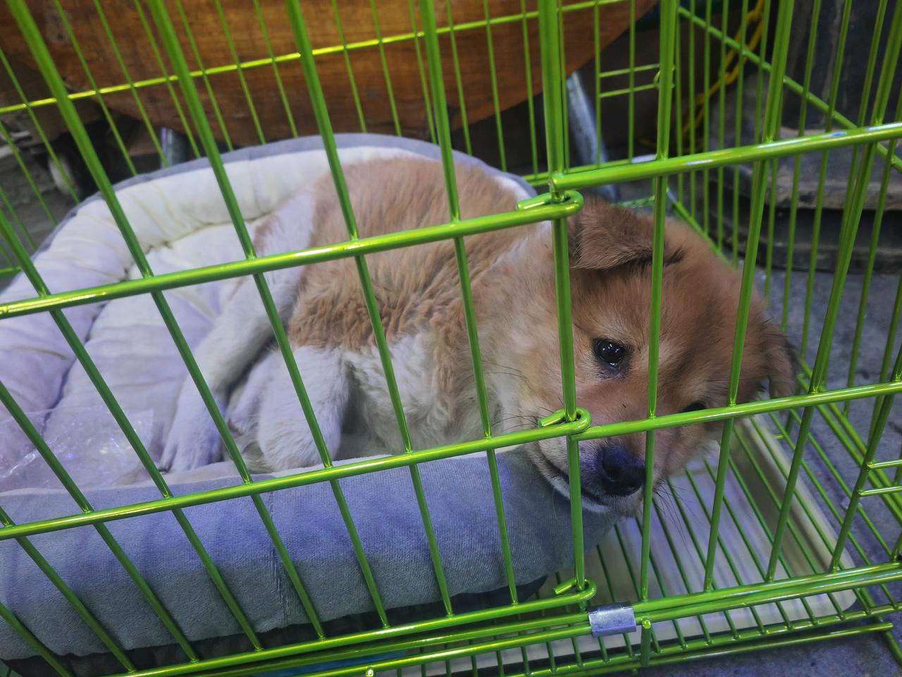 见过了空荡荡的空间，在没有笼子的那段日子里，潇洒自由是何其珍贵。
就像人一样，谁