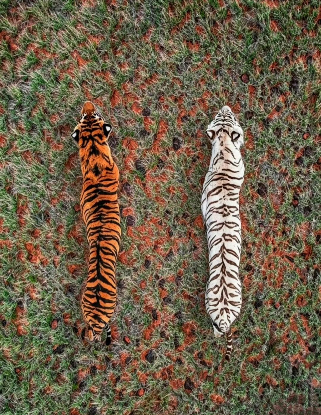古人为什么叫老虎为“大虫”
看到这张老虎俯拍图瞬间懂了。
古代“虫”不单单指小虫