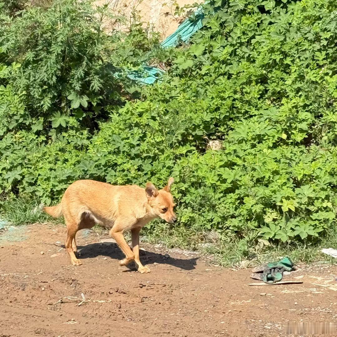 独孤行 
