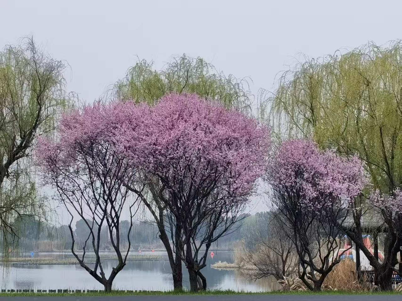 [微风]《清平乐·心絮》

轻描字句，织就柔肠绪。

念罢还牵魂梦里，此意绵绵无