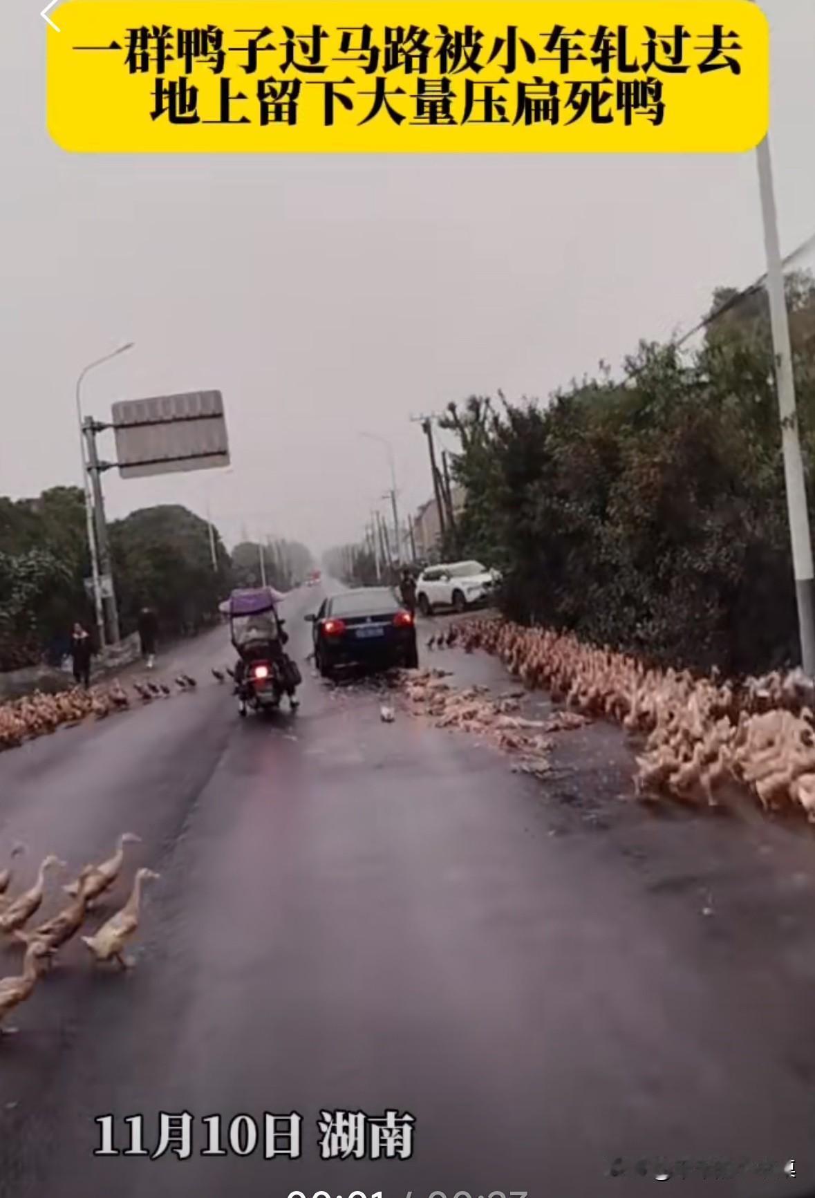 一群鸭子过马路，一辆小轿车驶过来并没有减速，直接压死了很多鸭子！
这些鸭子直接就