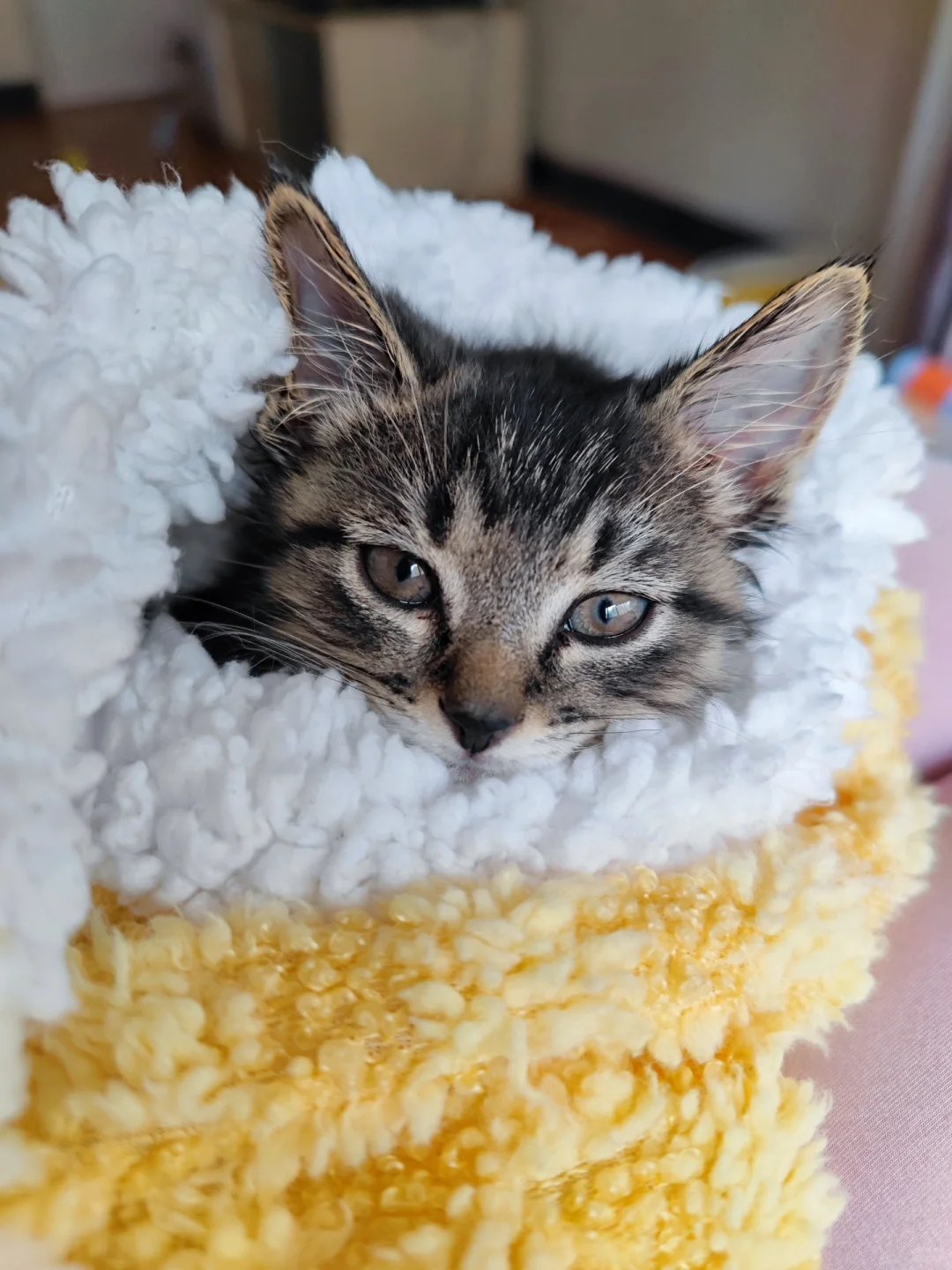 猫瘟治好啦！