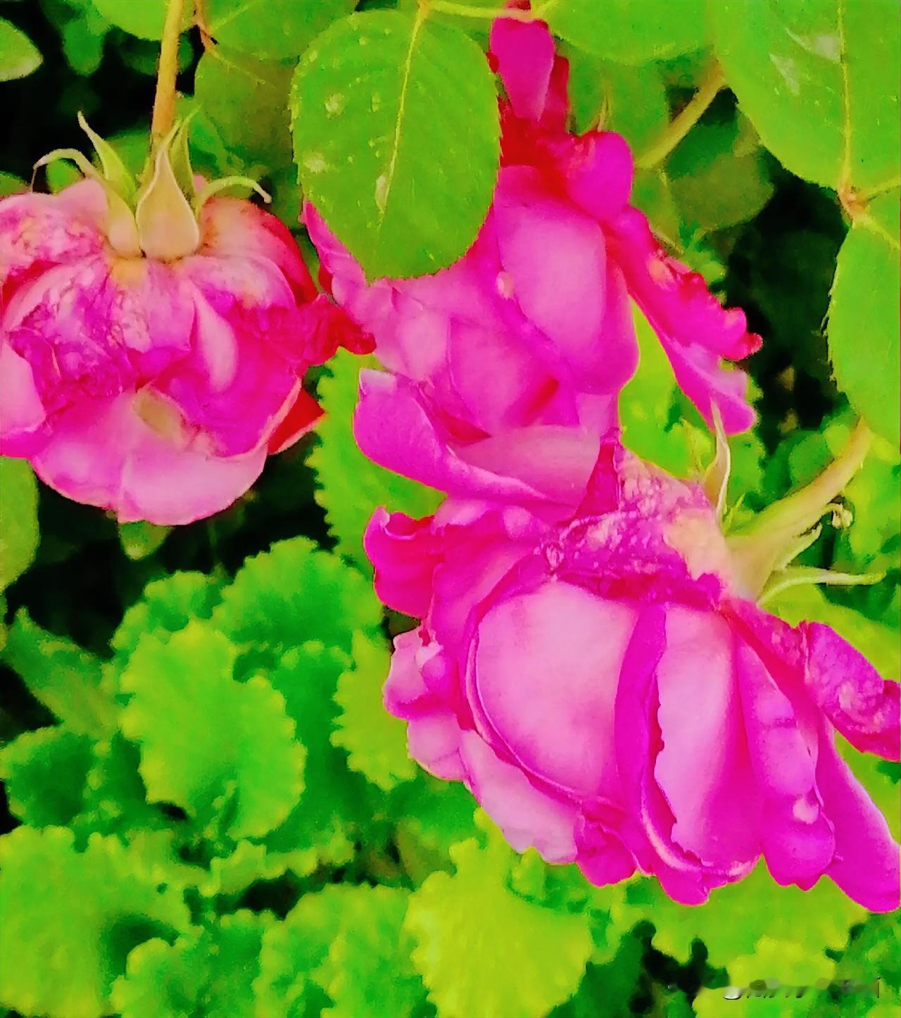 《鲜花和蔬菜（李林摄于汉中城固）》