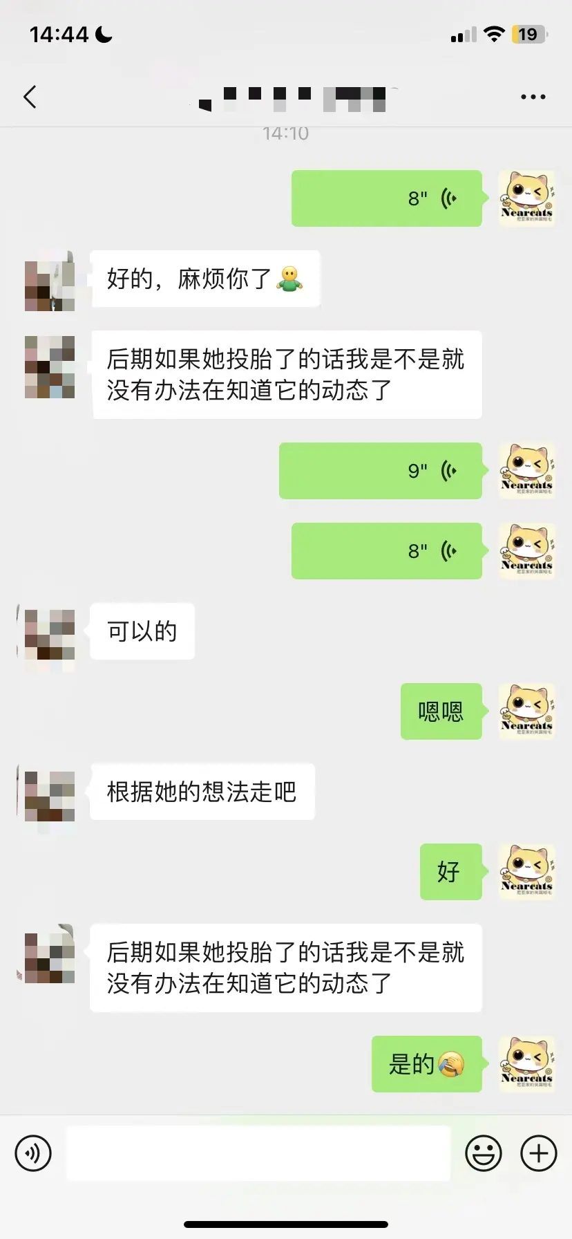 离世宠物沟通。还在车里等妈妈的小猫咪